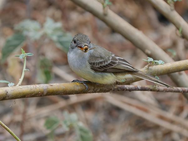 Kortkuiftiran (Myiarchus ferox)